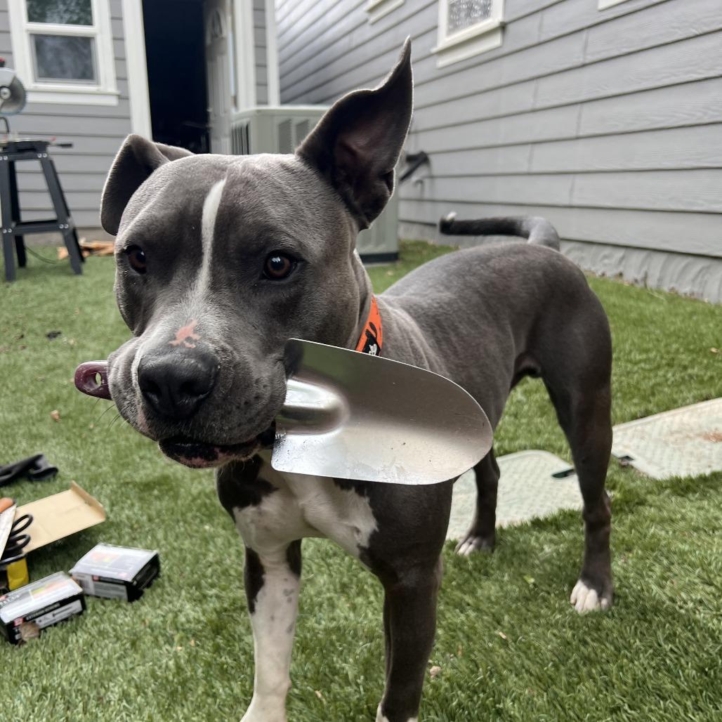 Enlarge Louie, a Adoptable Pit Bull Terrier in Colorado Springs, CO image 6/6