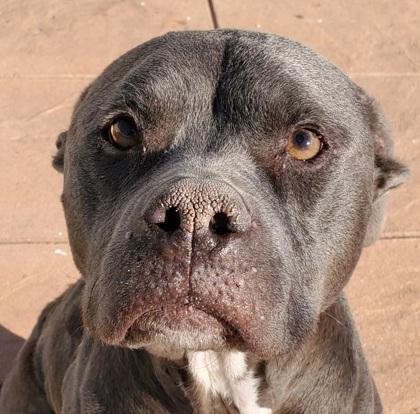 Enlarge Bella, a Adoptable mixed breed in Shreveport, LA image 1/1