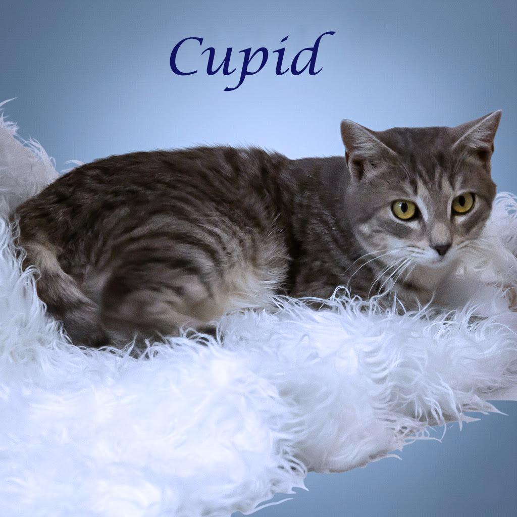 Cupid C26-021, Adoptable, Young Male Domestic Short Hair.