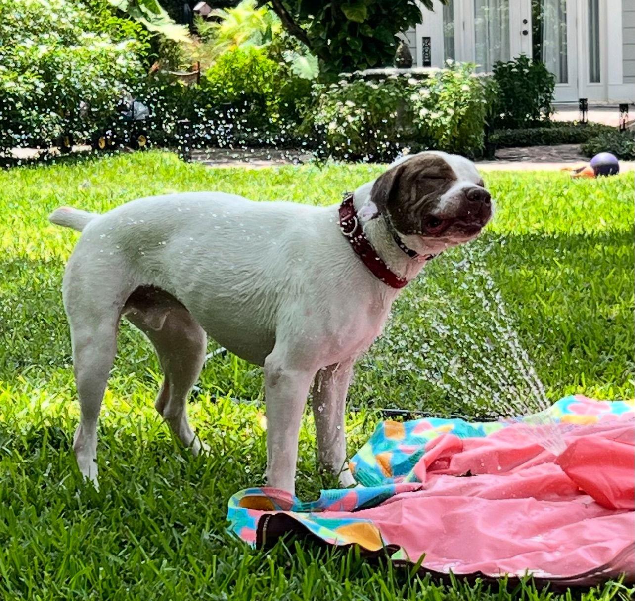 Parker, Adoptable, Adult Male Boxer.