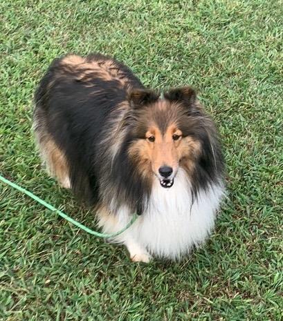 Enlarge Rosie, a Adopted Shetland Sheepdog / Sheltie in vALE, NC image 1/1
