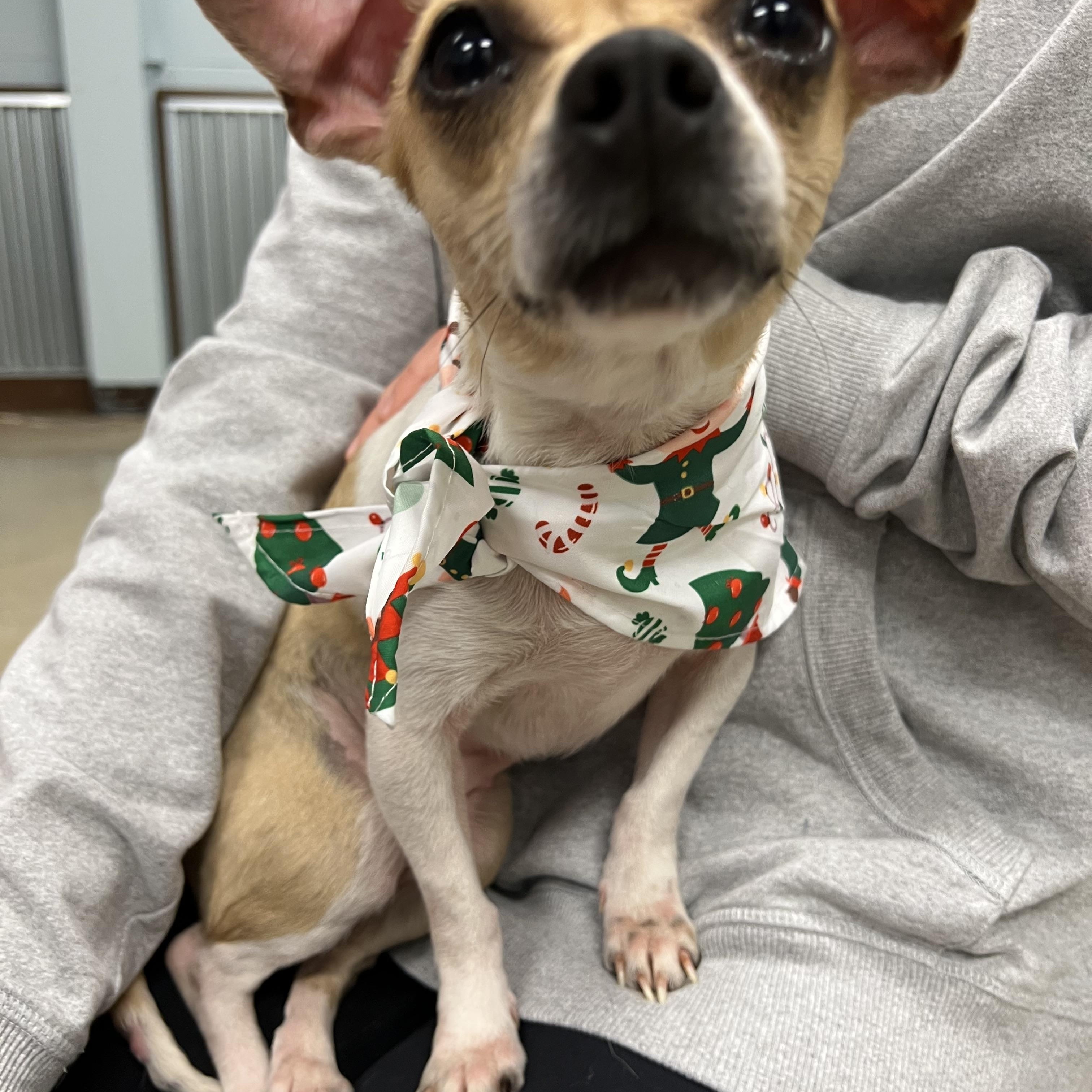 Enlarge Tweeter, an adopted Chihuahua in Armada, MI image 3/4