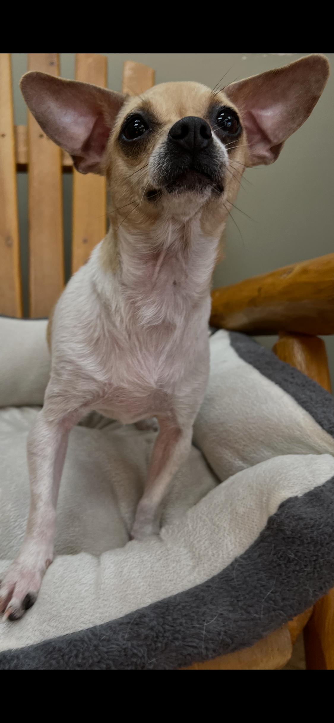 Tweeter, ADOPTABLE, Adult Female Chihuahua.