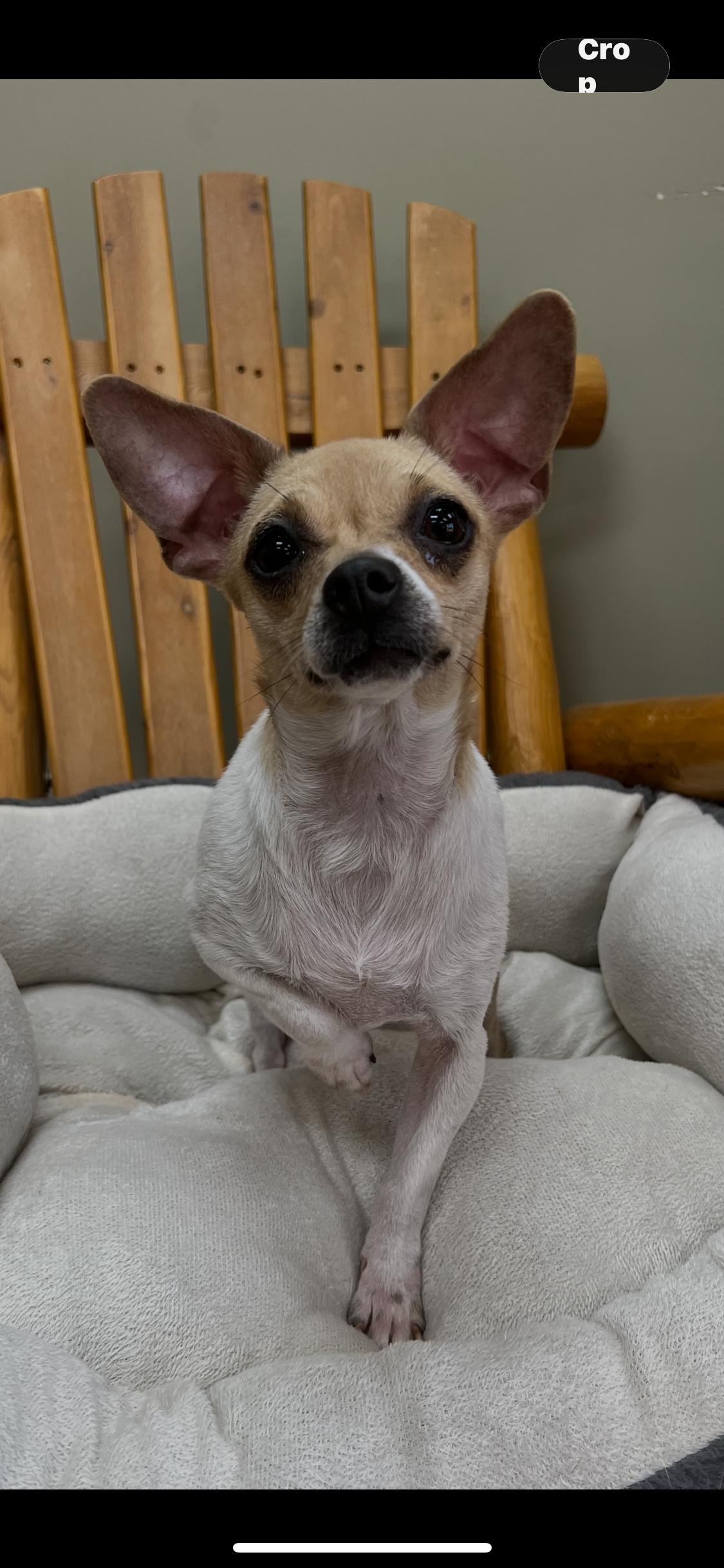 Enlarge Tweeter, a ADOPTABLE Chihuahua in Armada, MI image 2/2