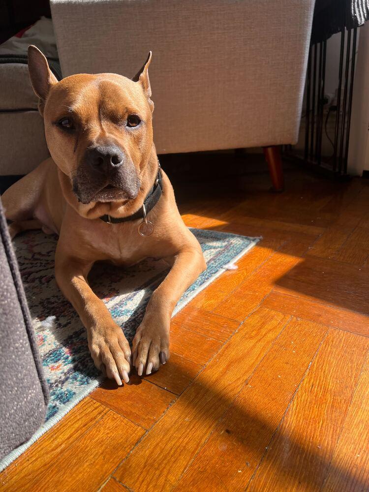 Enlarge Tom Nook, a Adoptable mixed breed in New York, NY image 1/6