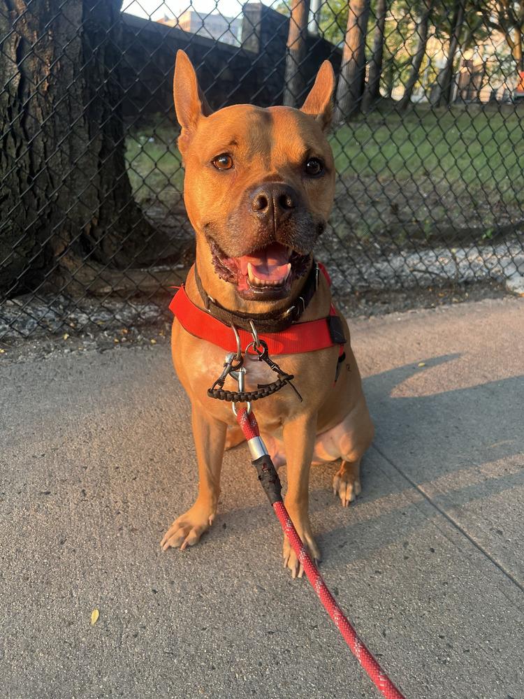 Tom Nook, Adoptable, Adult Male Mixed Breed & Mixed Breed.