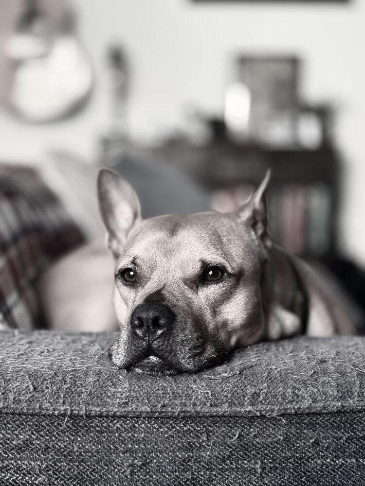 Enlarge Tom Nook, a Adoptable mixed breed in New York, NY image 2/6