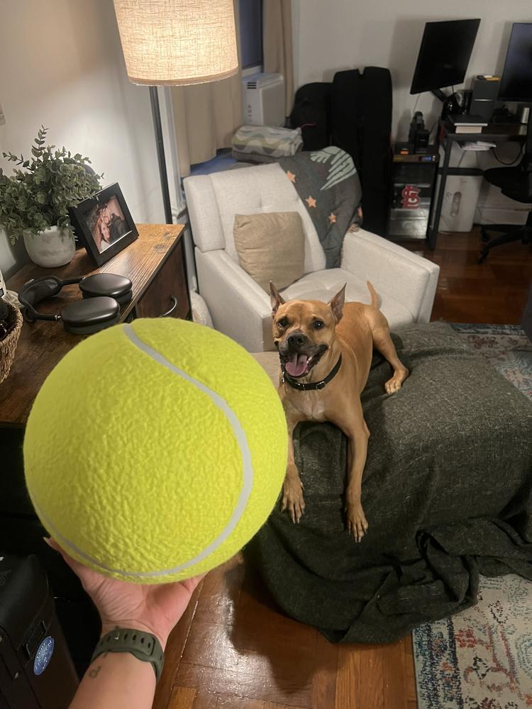 Enlarge Tom Nook, a Adoptable mixed breed in New York, NY image 2/6