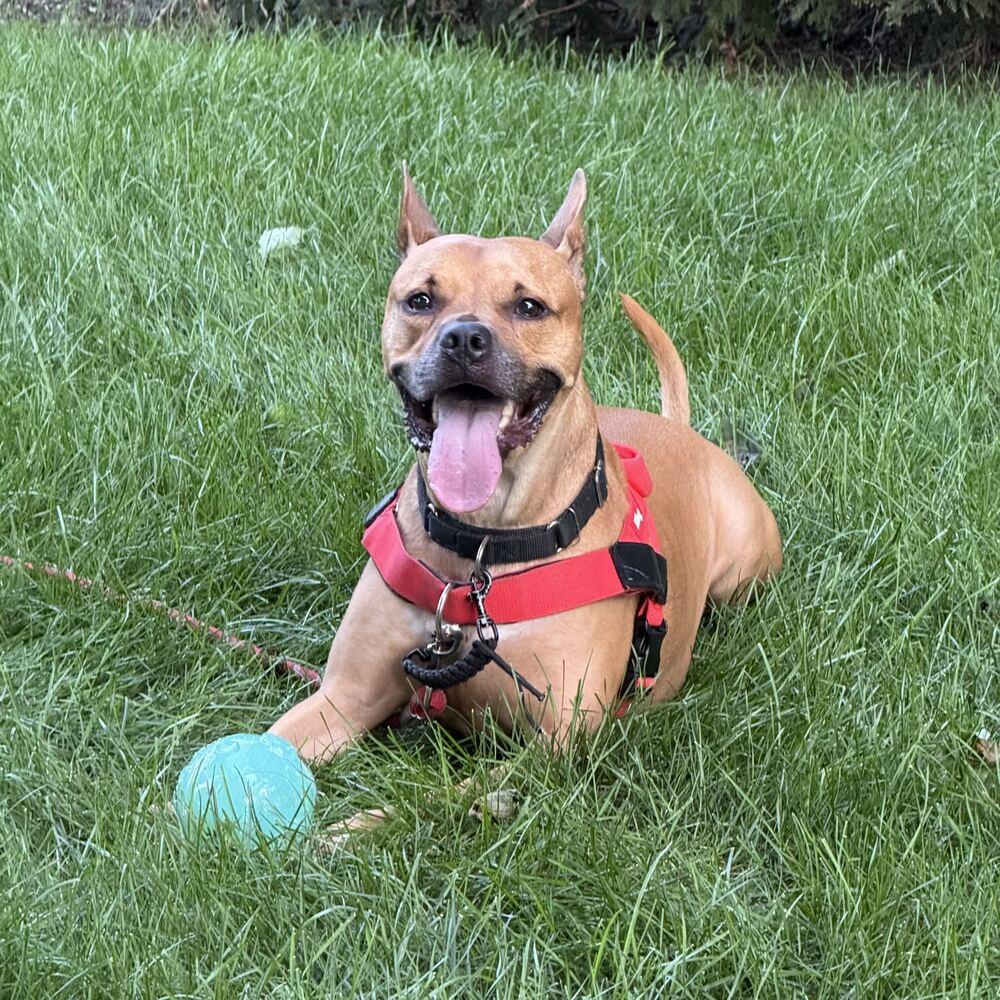 Enlarge Tom Nook, a Adoptable mixed breed in New York, NY image 3/6