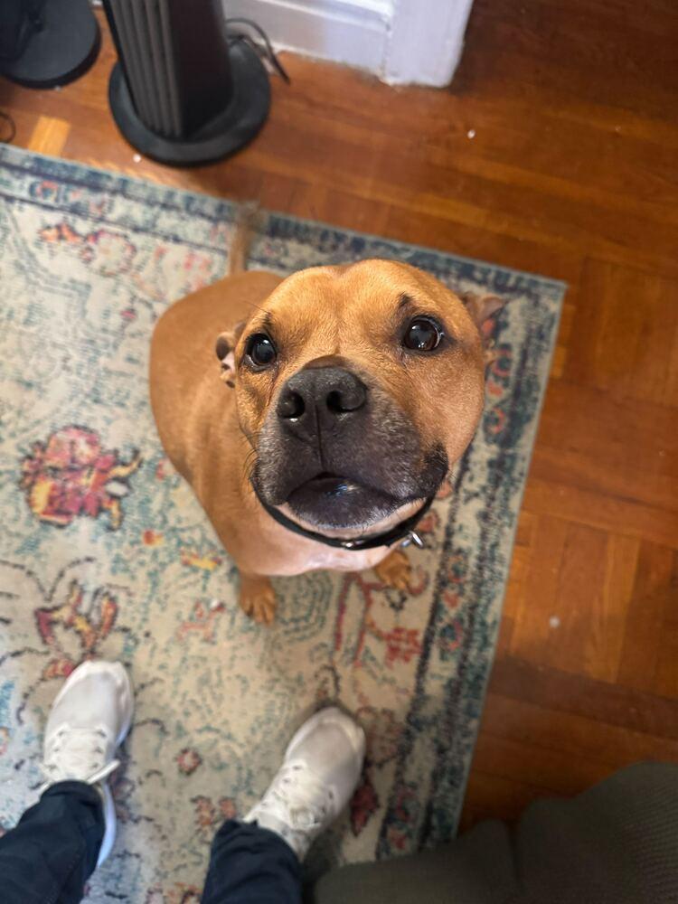 Enlarge Tom Nook, a Adoptable mixed breed in New York, NY image 3/6