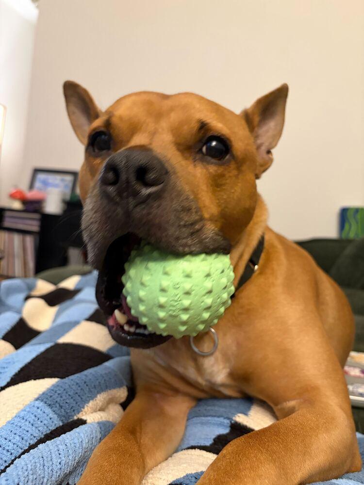 Enlarge Tom Nook, a Adoptable mixed breed in Burlington, VT image 1/6