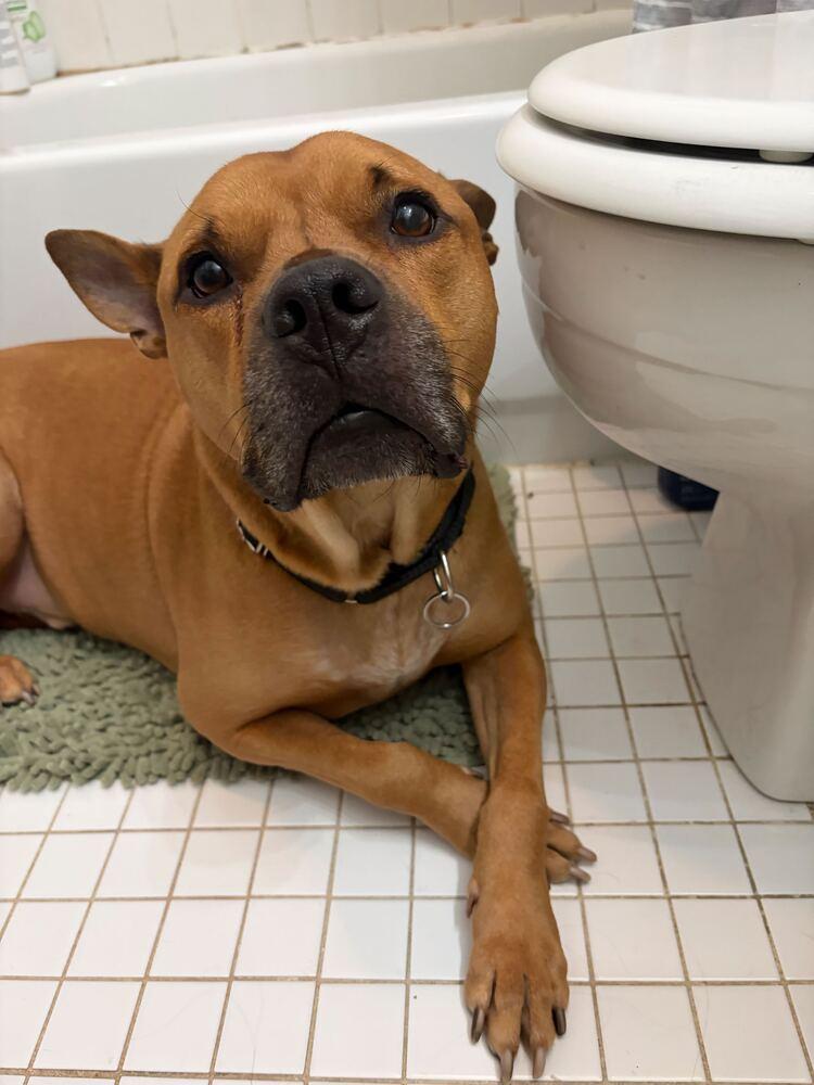 Enlarge Tom Nook, a Adoptable mixed breed in Burlington, VT image 2/6