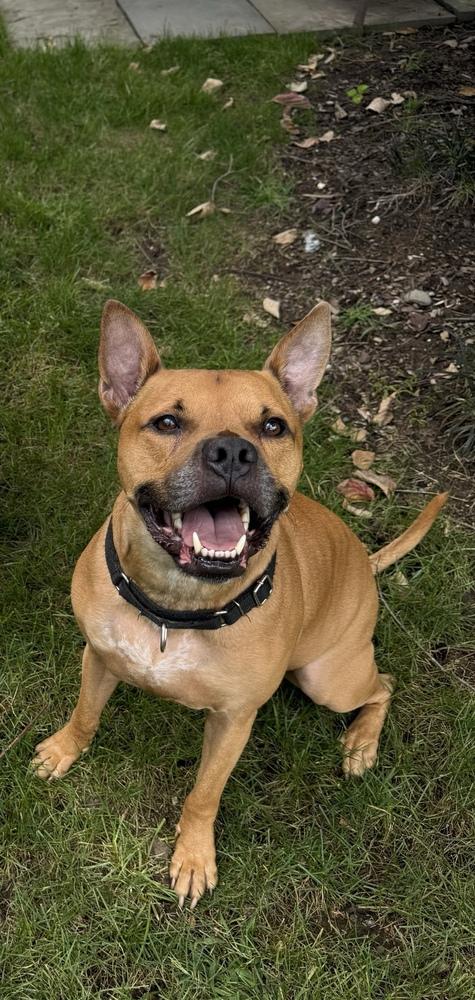 Enlarge Tom Nook, a Adoptable mixed breed in New York, NY image 4/6