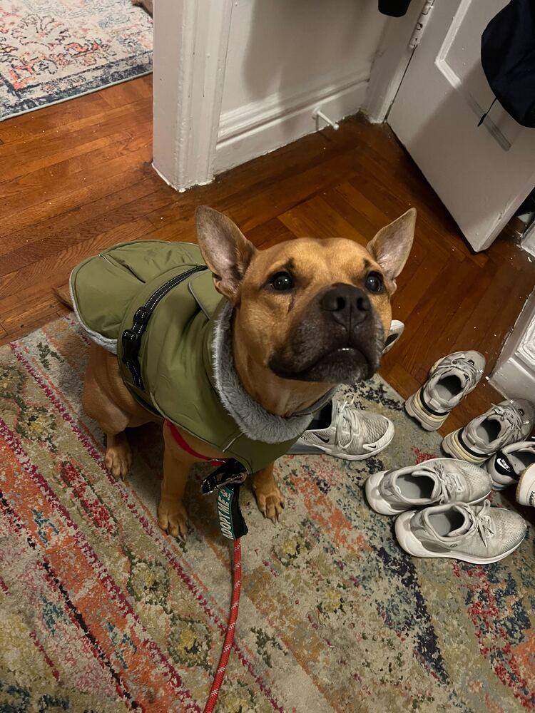 Enlarge Tom Nook, a Adoptable mixed breed in Burlington, VT image 3/6