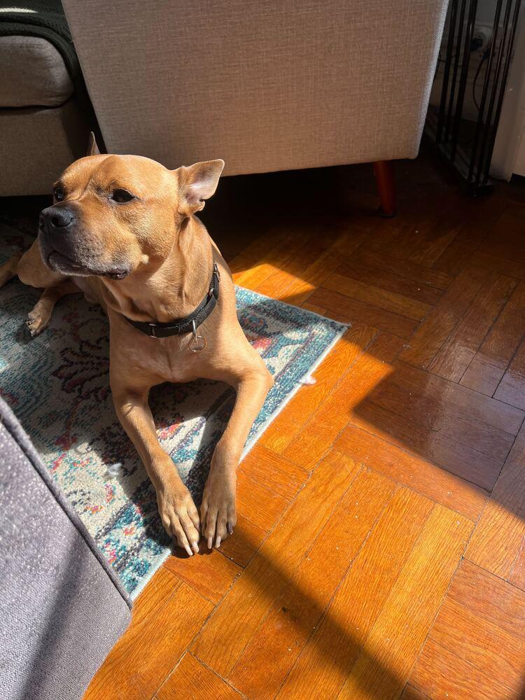 Enlarge Tom Nook, a Adoptable mixed breed in New York, NY image 4/6