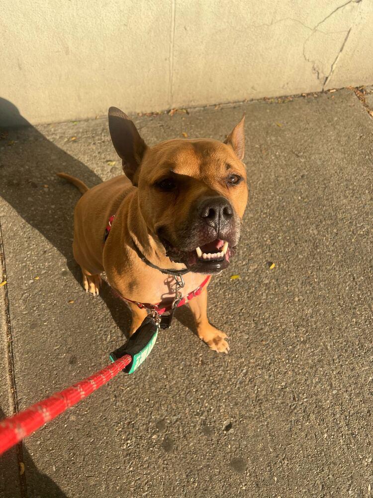 Tom Nook thumbnail 2