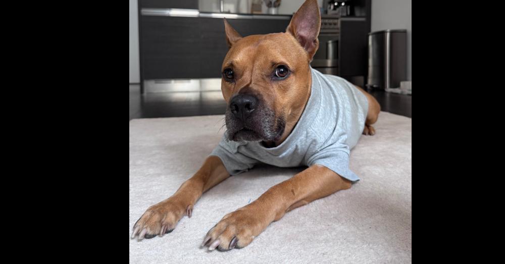Enlarge Tom Nook, a Adoptable mixed breed in New York, NY image 5/6