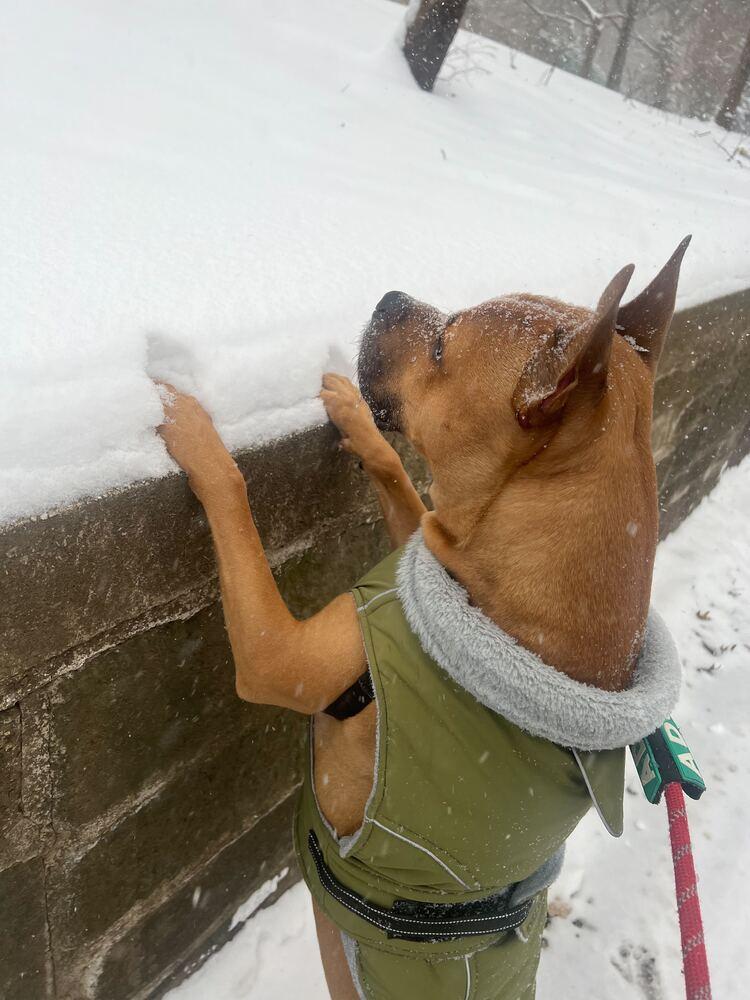 Tom Nook thumbnail 3