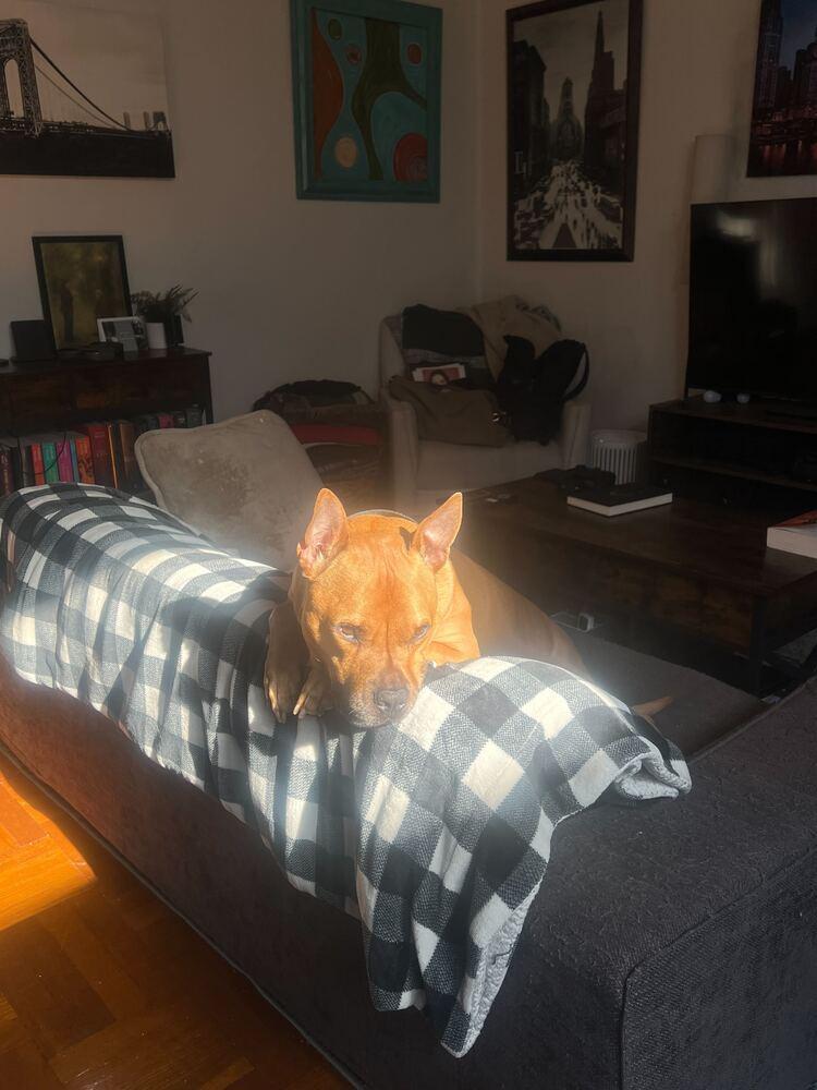 Enlarge Tom Nook, a Adoptable mixed breed in New York, NY image 5/6