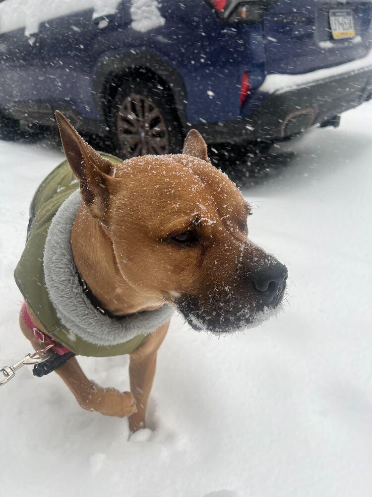 Tom Nook thumbnail 5