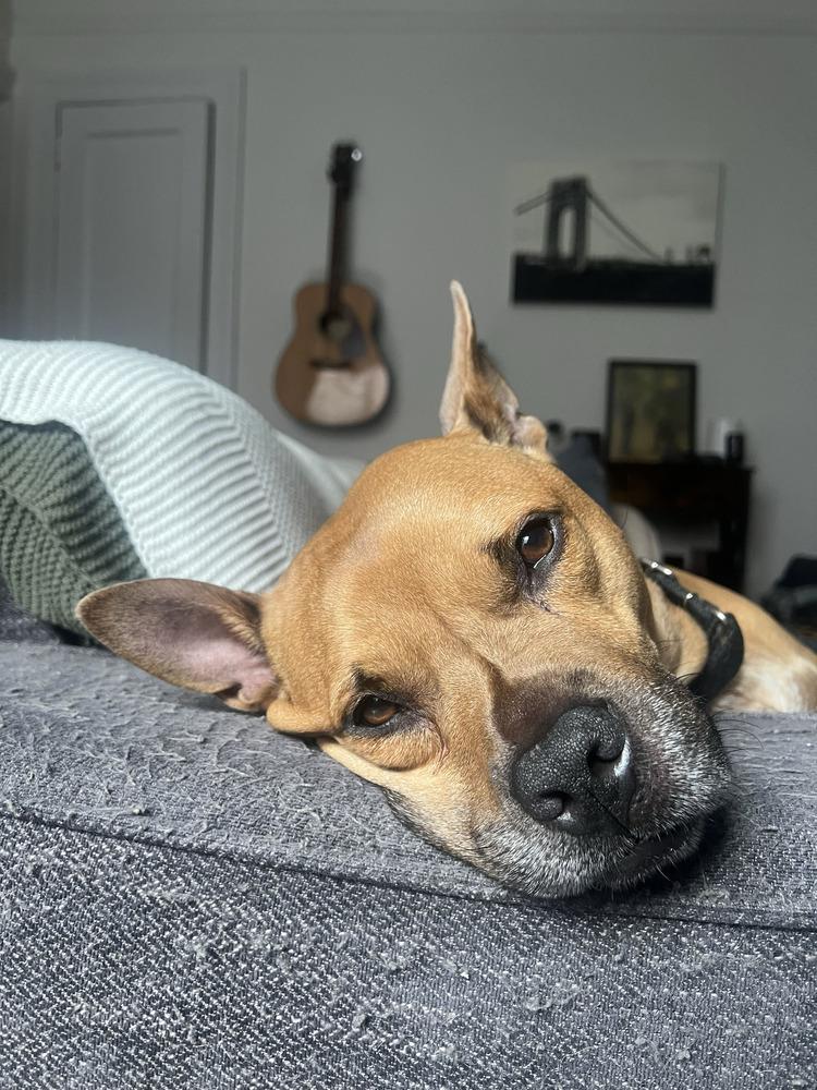Enlarge Tom Nook, a Adoptable mixed breed in New York, NY image 6/6