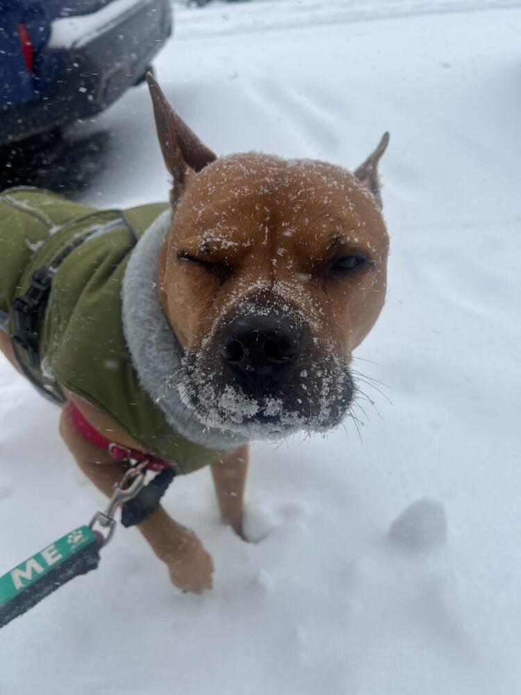 Tom Nook thumbnail 6