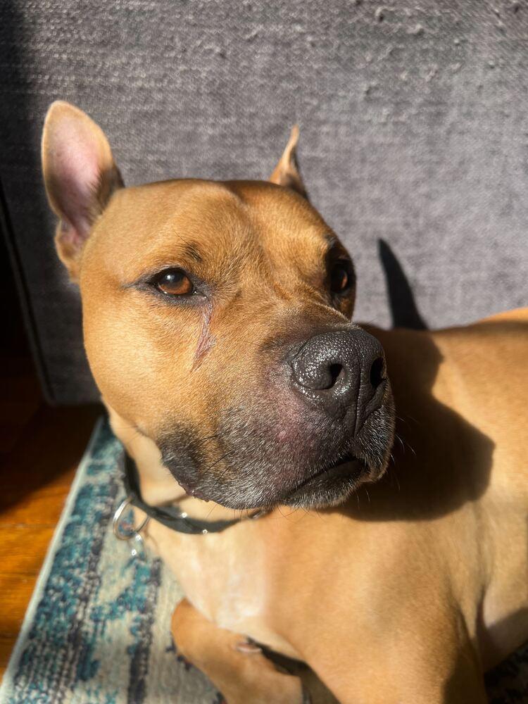 Enlarge Tom Nook, a Adoptable mixed breed in New York, NY image 5/6