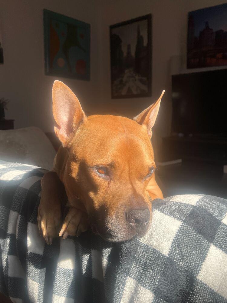 Enlarge Tom Nook, a Adoptable mixed breed in New York, NY image 6/6