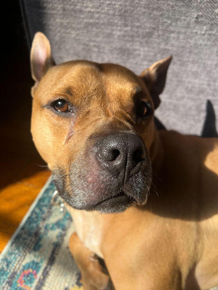 Enlarge Tom Nook, a Adoptable mixed breed in New York, NY image 6/6