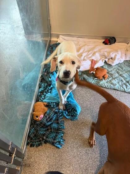 Jules, ADOPTABLE, Young Female Mixed Breed.
