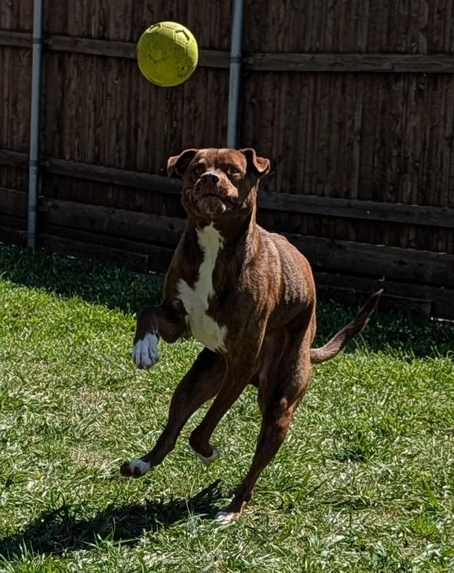 Enlarge Bentley* A196649, a ADOPTABLE mixed breed in Plano, TX image 5/6