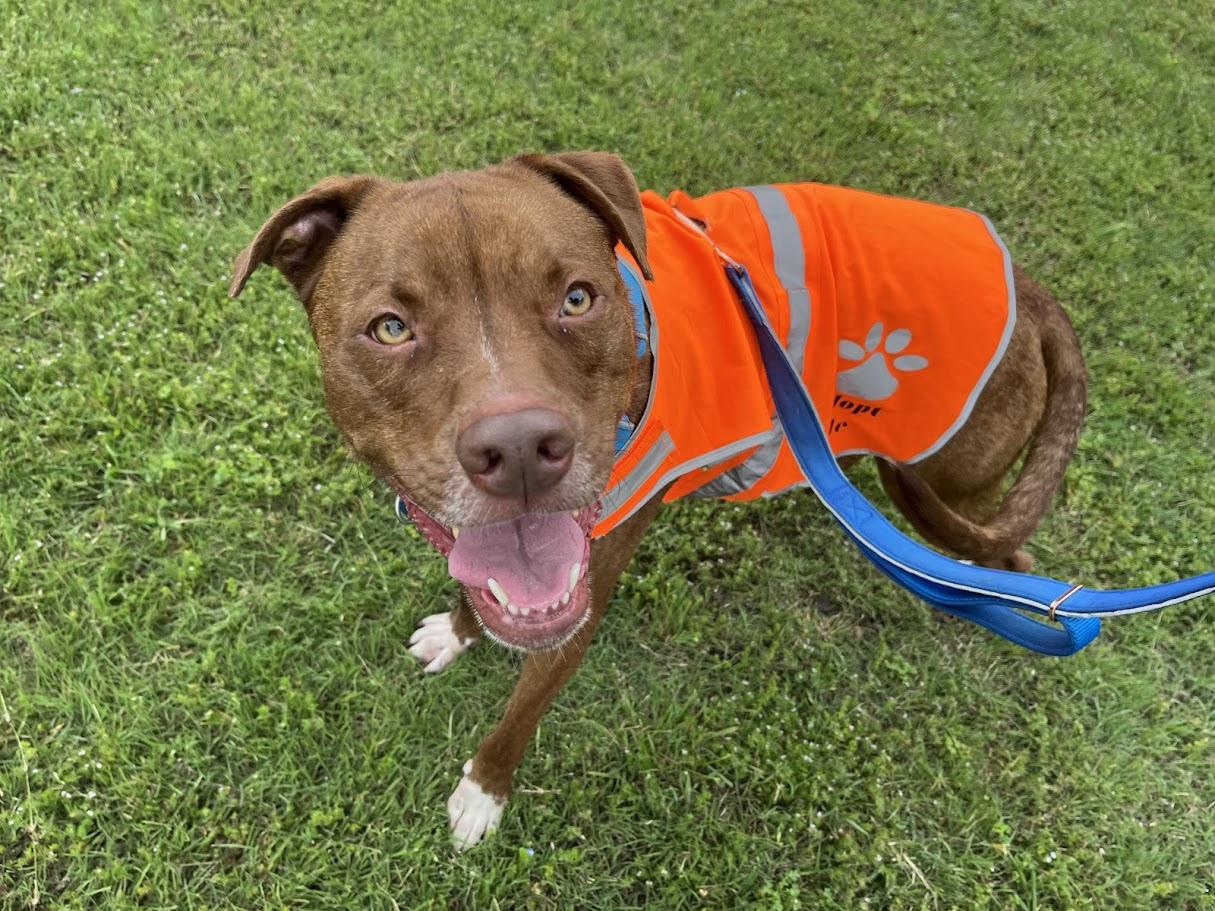 Enlarge Bentley* A196649, a ADOPTABLE mixed breed in Plano, TX image 2/6