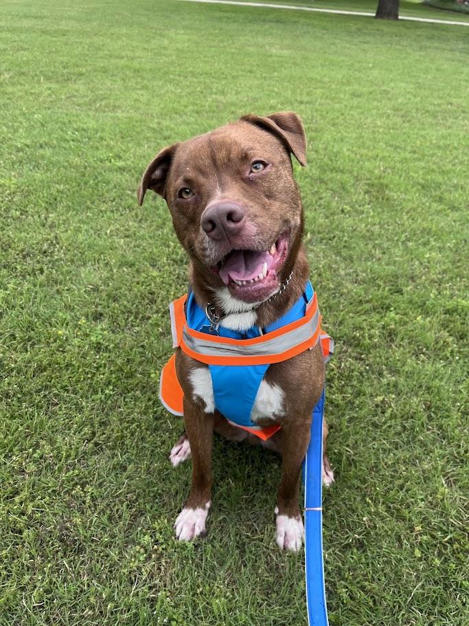 Enlarge Bentley* A196649, a ADOPTABLE mixed breed in Plano, TX image 1/6