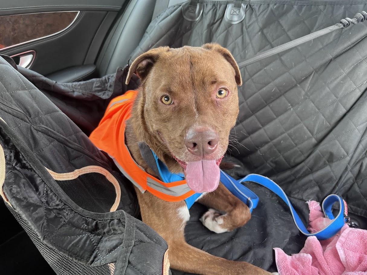 Enlarge Bentley* A196649, a ADOPTABLE mixed breed in Plano, TX image 6/6