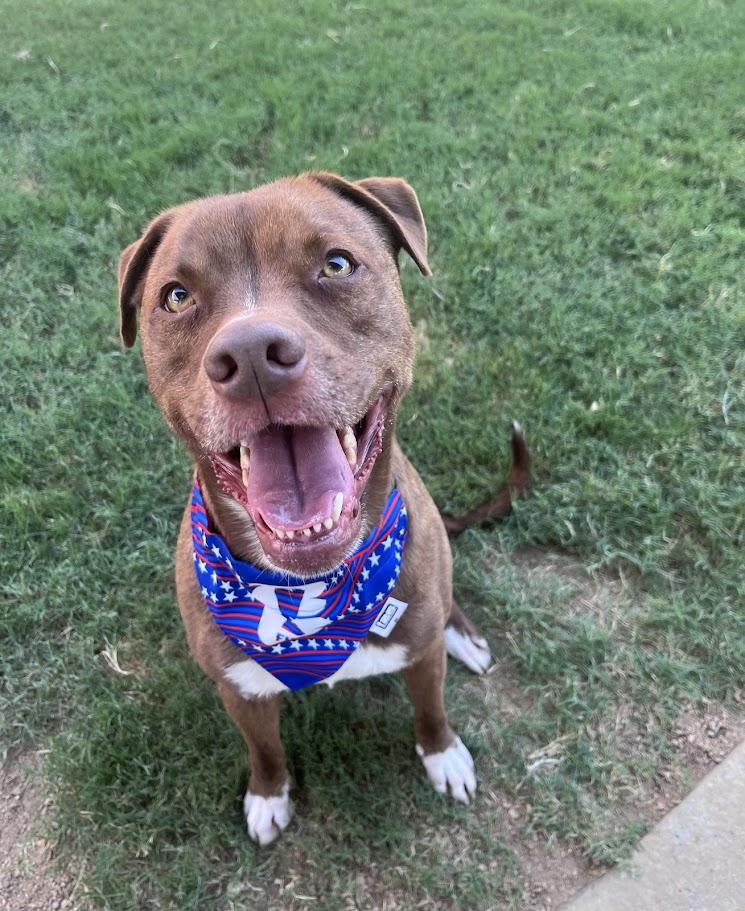 Bentley* A196649, a ADOPTABLE mixed breed in Plano, TX image 2/6