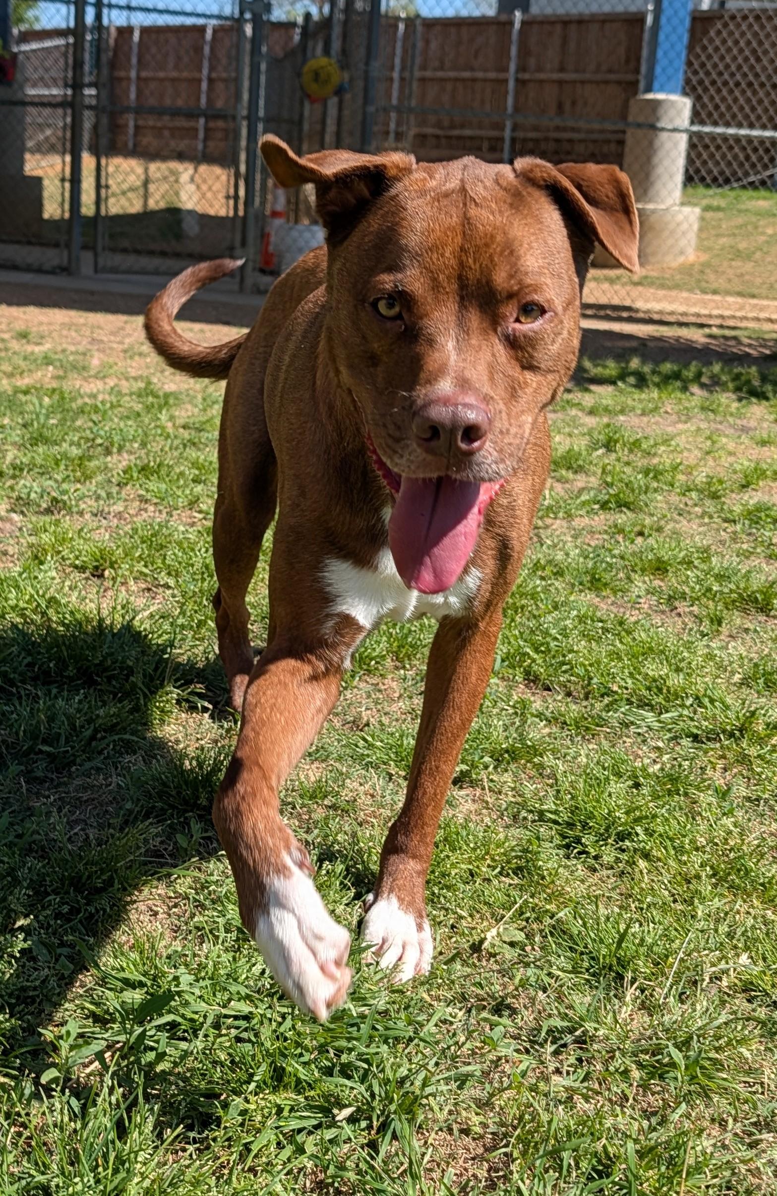 Enlarge Bentley* A196649, a ADOPTABLE mixed breed in Plano, TX image 4/6