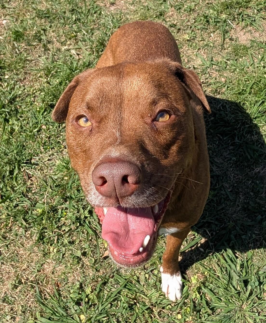 Enlarge Bentley* A196649, a ADOPTABLE mixed breed in Plano, TX image 3/6