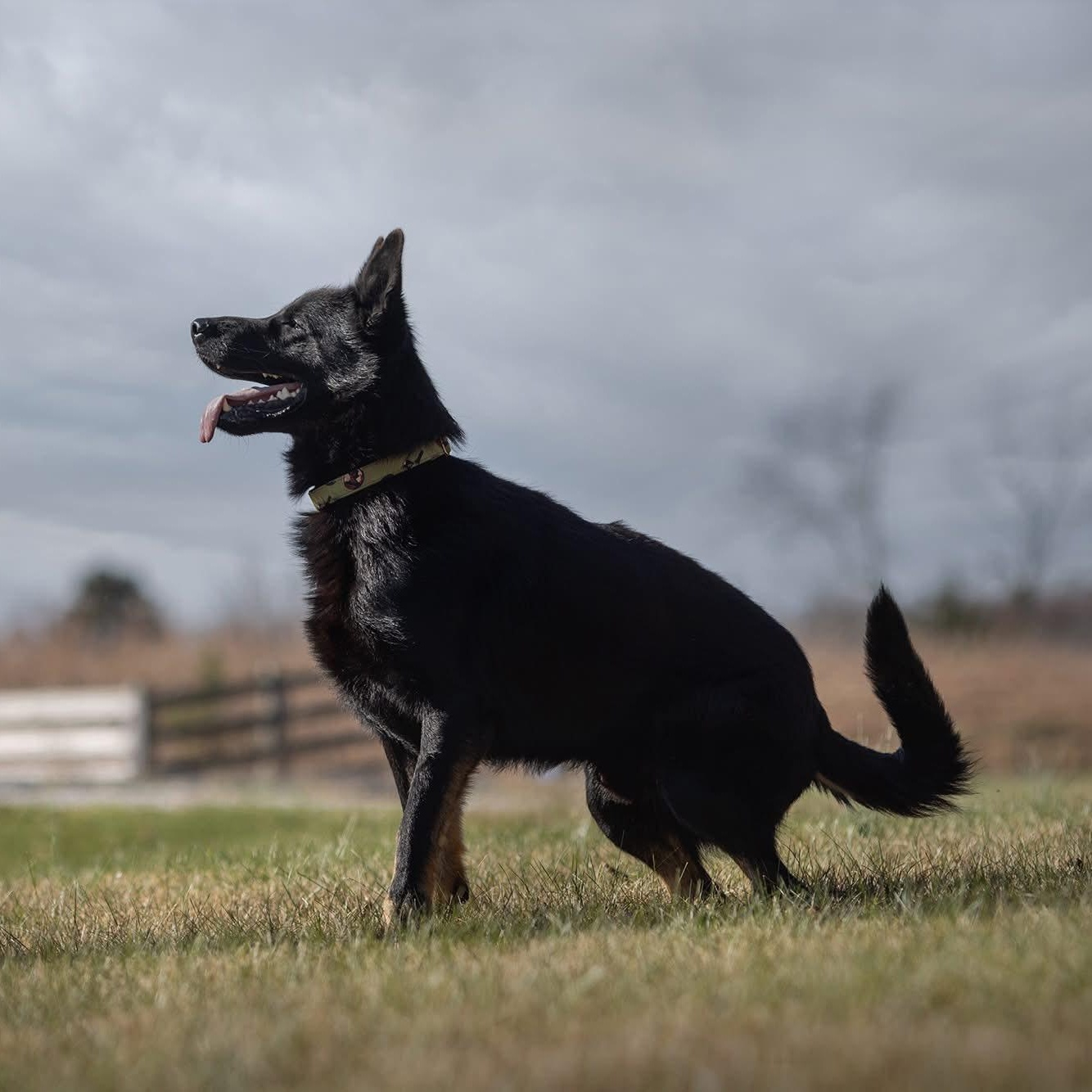 Hugo ***Courtesy Post***, adopted, Adult Male German Shepherd Dog.