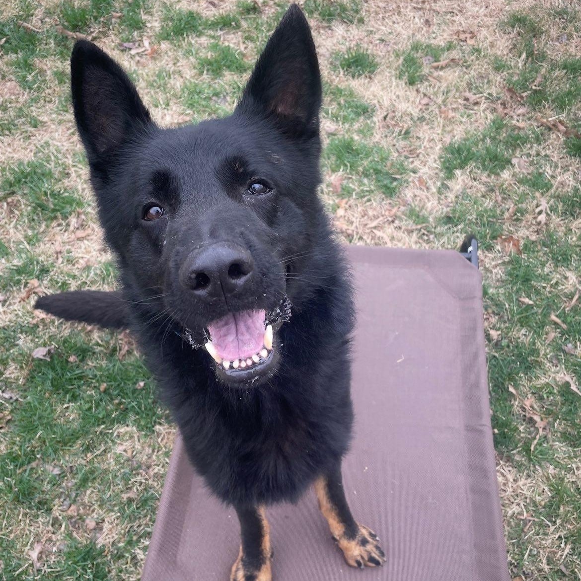 Enlarge Hugo ***Courtesy Post***, an adopted German Shepherd Dog in Vine Grove, KY image 2/4