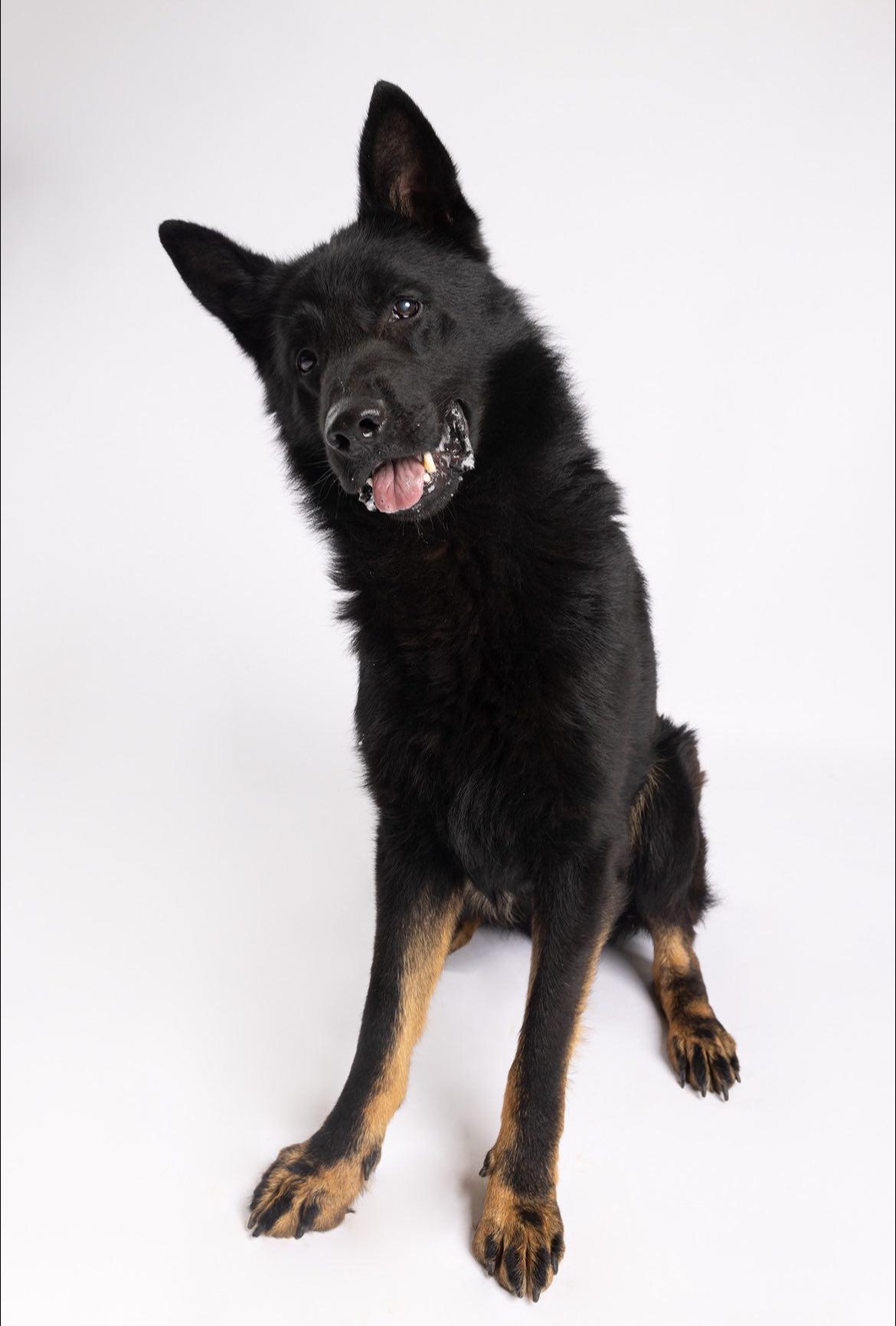 Enlarge Hugo ***Courtesy Post***, an adopted German Shepherd Dog in Vine Grove, KY image 3/4