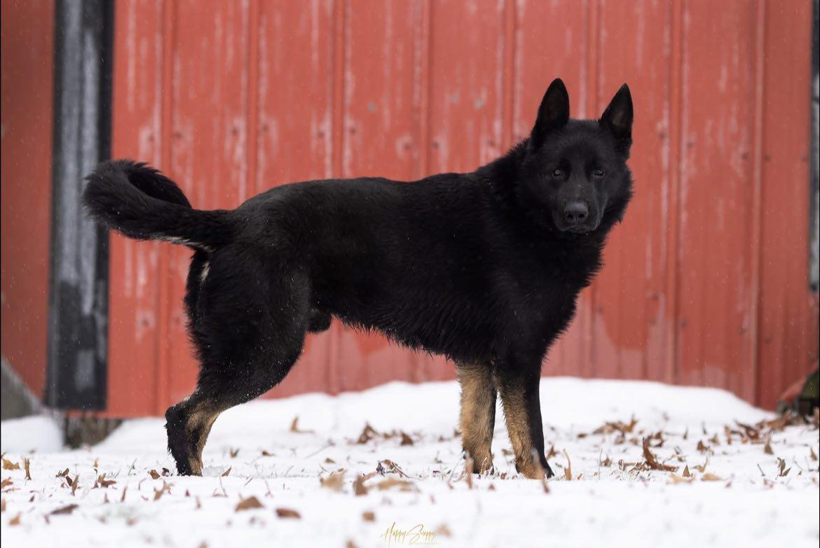 Enlarge Hugo ***Courtesy Post***, an adopted German Shepherd Dog in Vine Grove, KY image 4/4