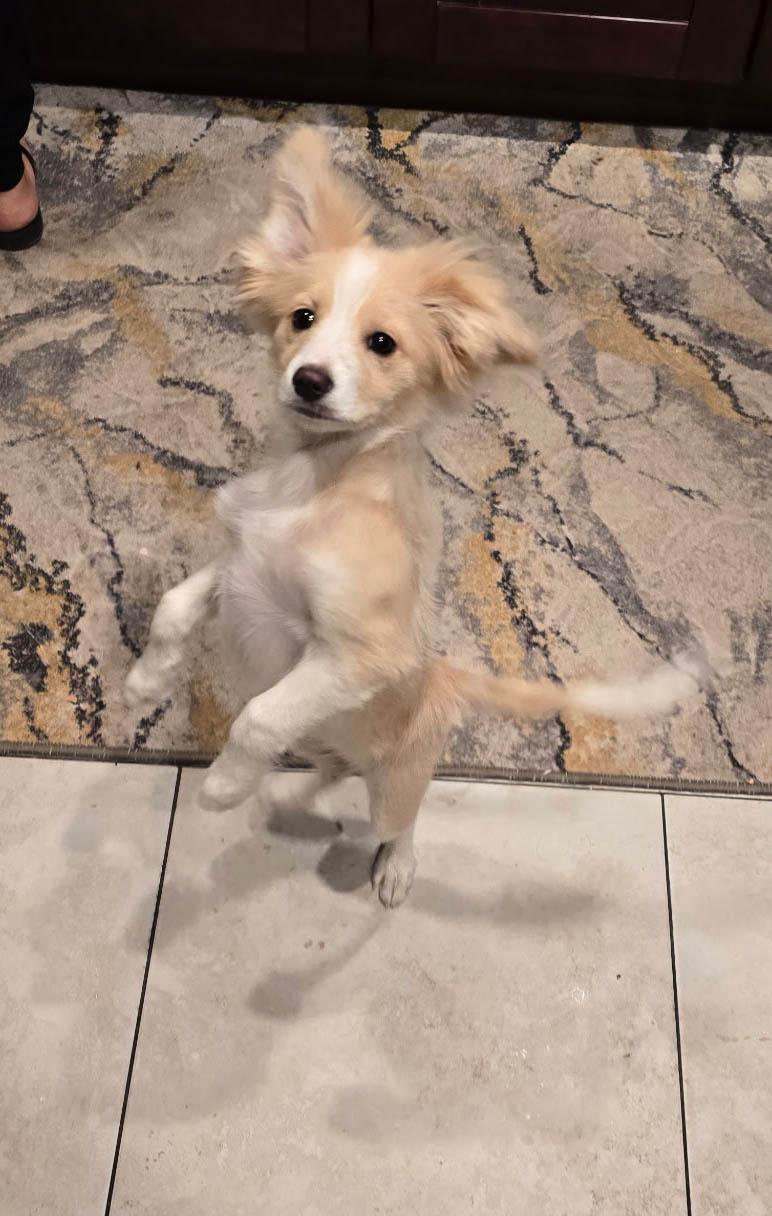 Enlarge Teddy, a Adoptable mixed breed in Imperial Beach, CA image 4/6