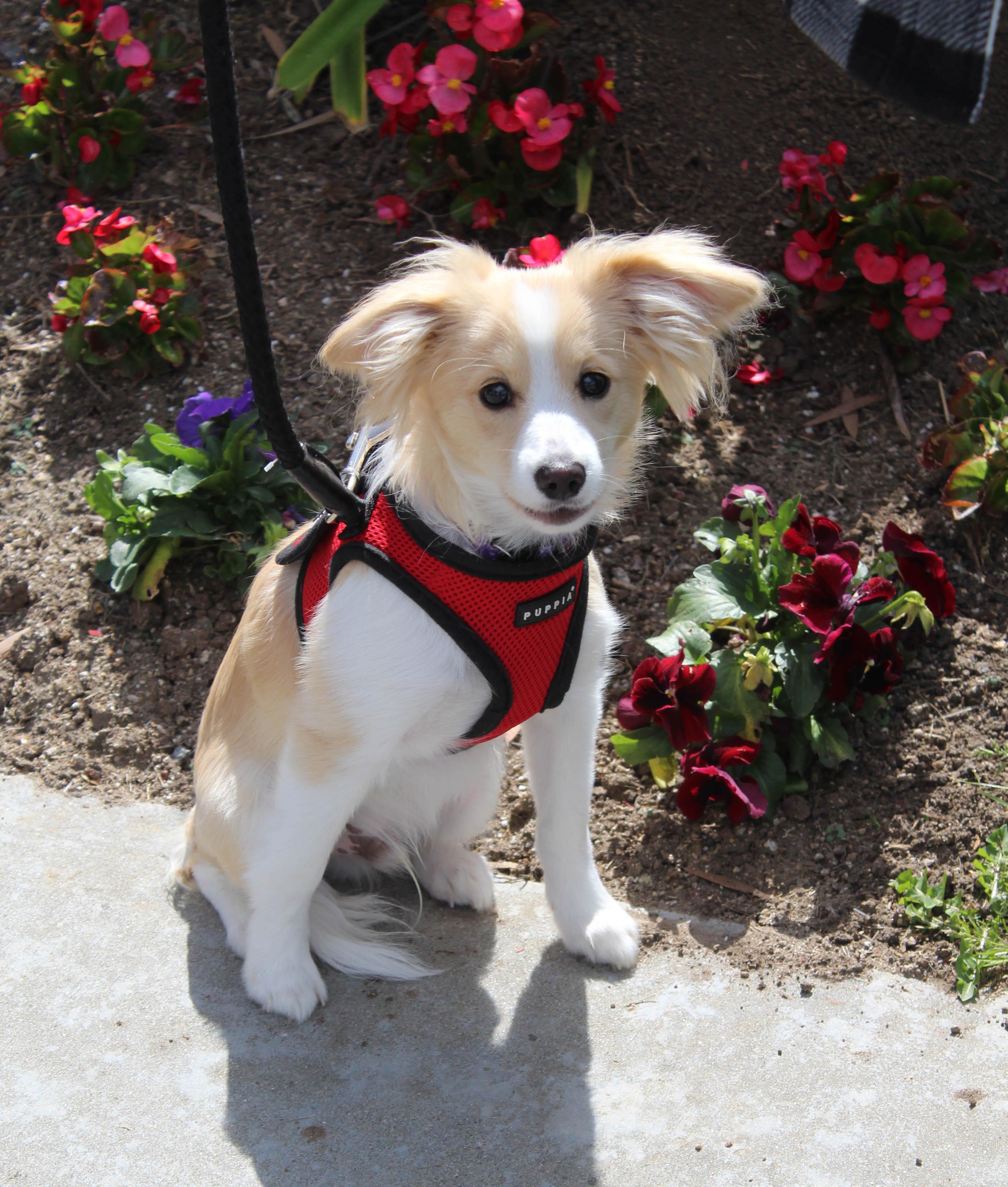 Enlarge Teddy, a Adoptable mixed breed in Imperial Beach, CA image 5/6