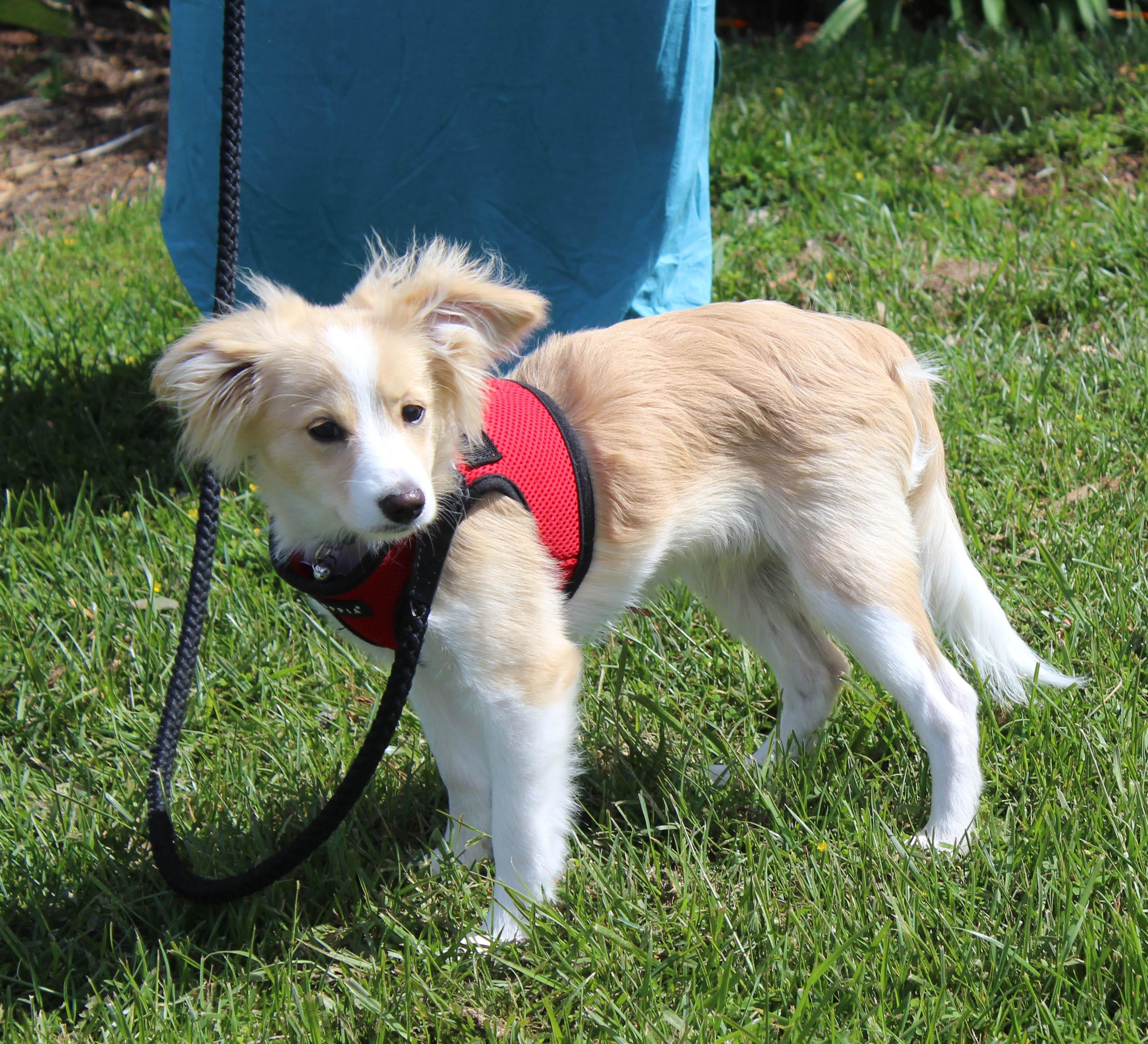 Enlarge Teddy, a Adoptable mixed breed in Imperial Beach, CA image 3/6