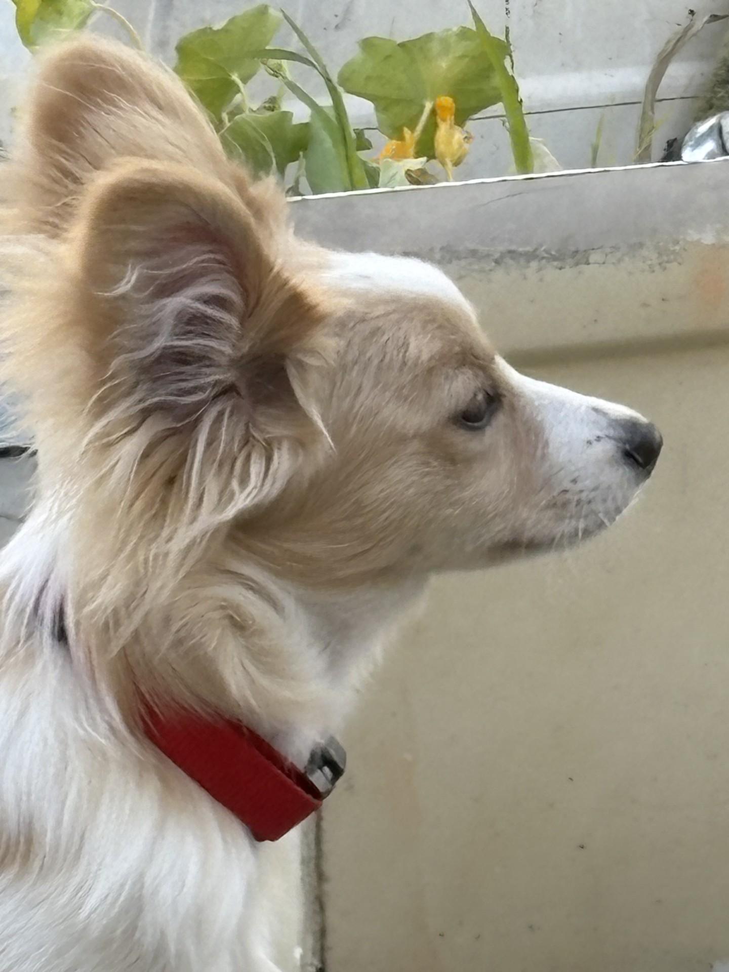 Enlarge Teddy, a Adoptable mixed breed in Imperial Beach, CA image 6/6