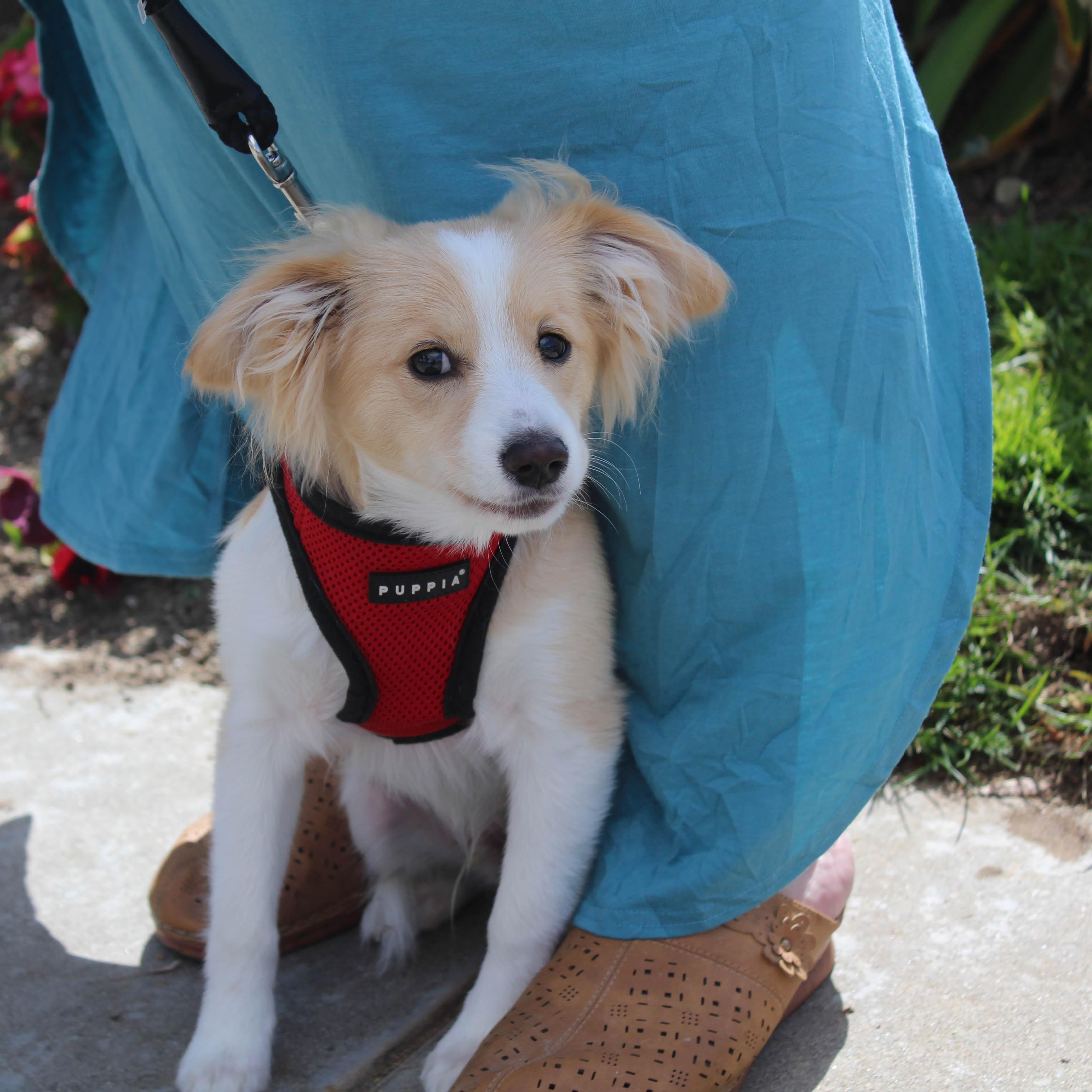 Enlarge Teddy, a Adoptable mixed breed in Imperial Beach, CA image 2/6