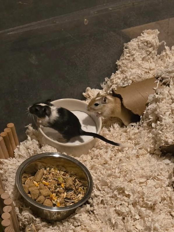 Enlarge Magpie / Zoey, a Adoptable Gerbil in Eagle Mountain, UT image 1/1