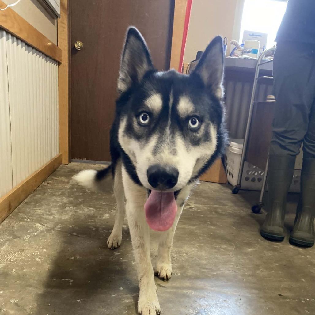 silas, Adoptable, Adult Male Siberian Husky.