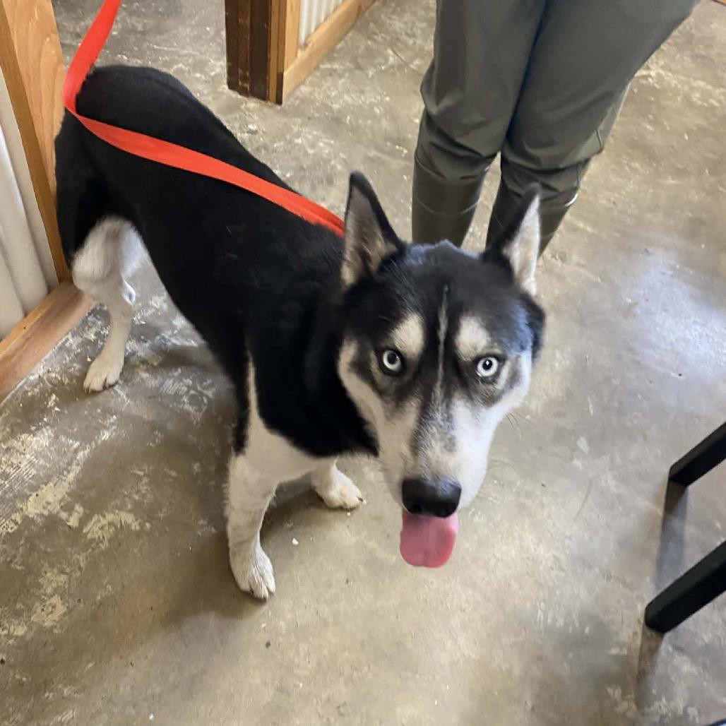 silas, a Adoptable Siberian Husky in Stilwell, OK image 2/2