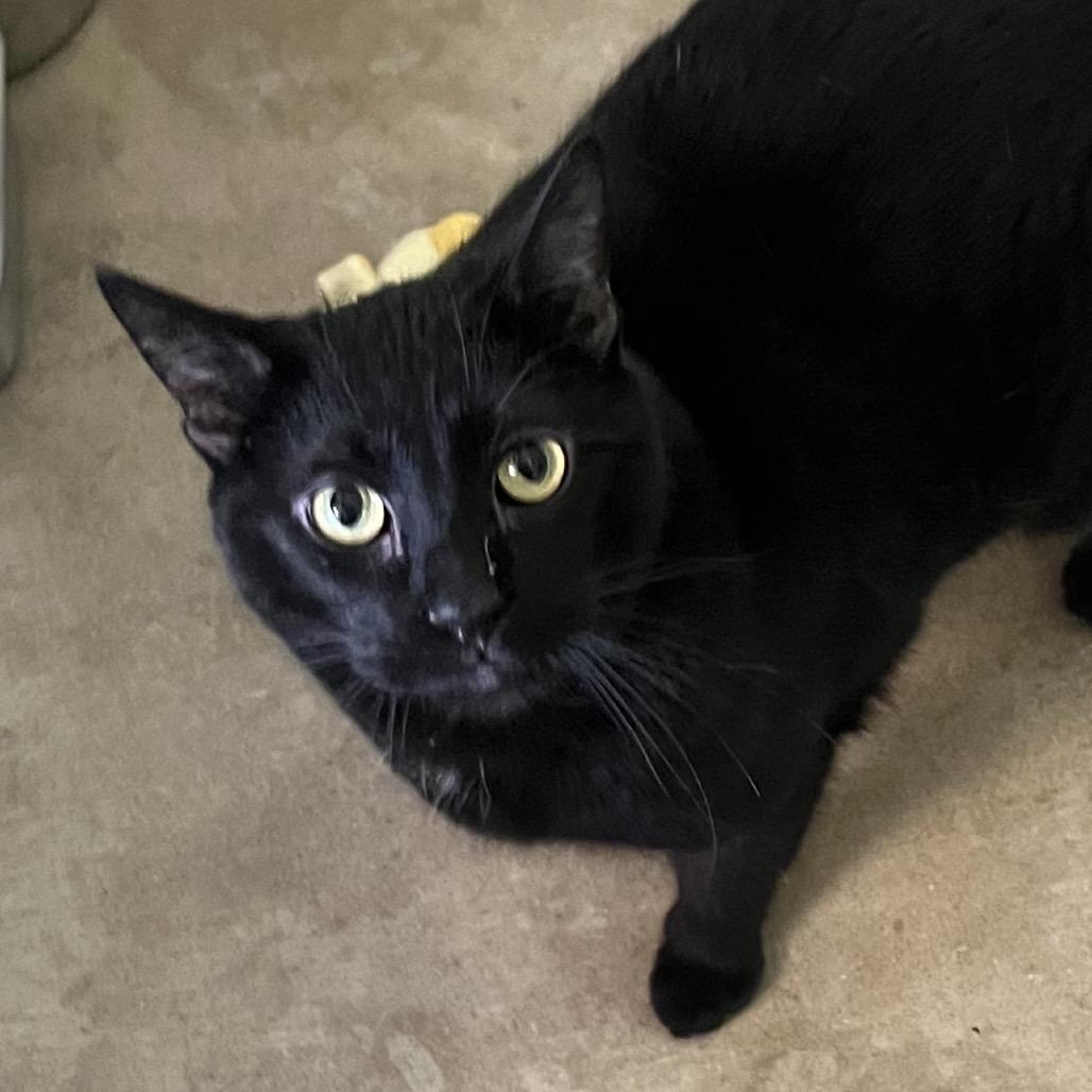 Enlarge Butternut Squash, a Adoptable Domestic Short Hair in Chicago, IL image 1/1